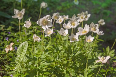 Ormanlarda bolluk içinde büyüyen ağaç şakayıkları (Anemone nemorosa)