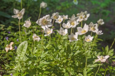Wood anemones (Anemone nemorosa) growing in profusion on  forests clipart