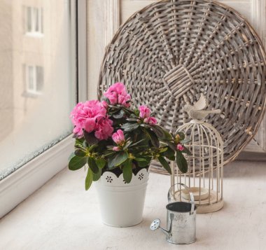 Pembe açelyalar, dekoratif kuşlar ve penceredeki dekoratif kafesler.