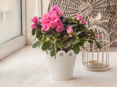 Klasik kapta pembe açelyalar ve camda dekoratif kafesler.