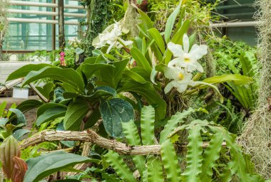 Orkidelerin botanik bahçesindeki yaprakların arasında Cymbidium