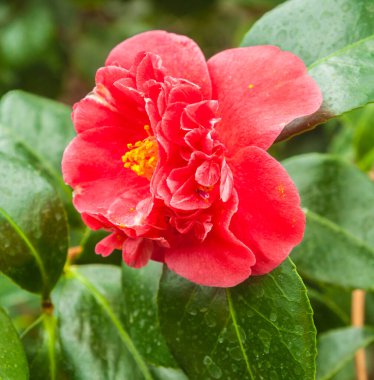 Şubat ayında serada çifte kırmızı kamelya çiçeği