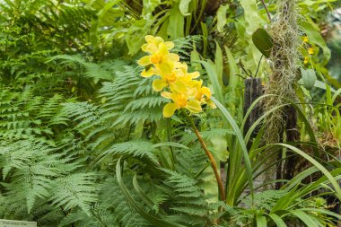 Sarı Cattleya orkidelerin botanik bahçesindeki eğrelti otunun yapraklarının arasında