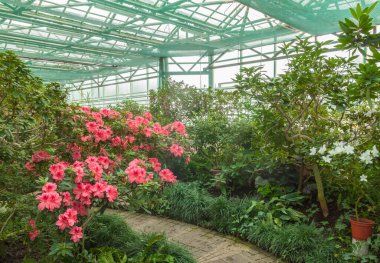 Şubat ayında açelyalar ve kamelyalar açan sera