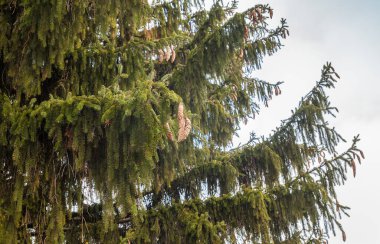 Patiler yeşil ladin (lat. Picea abies) Yakın çekim