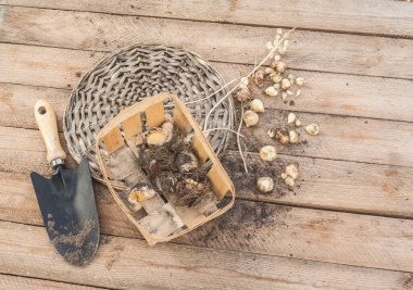 Muscari soğanları ve bir bahçe küreği bitkiler bittikten sonra ahşap bir masada..
