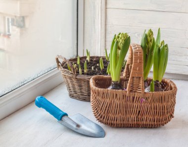 Pencere sepetinde sümbüller ve narsisler