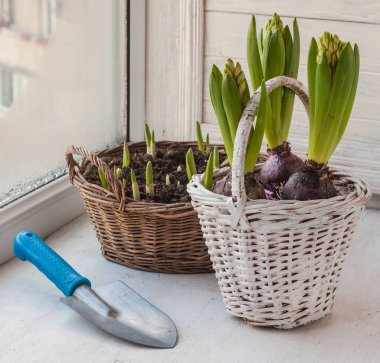 Bahçedeki kürek ve çiçekler penceredeki sepetin içinde