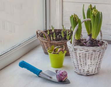 Kürek üzerinde sümbül ampulleri, sepetlerin yanında. Pencerede çiçek filizleri var.
