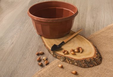 Tahta bir masada, plastik bir saksının yanında kar damlaları.