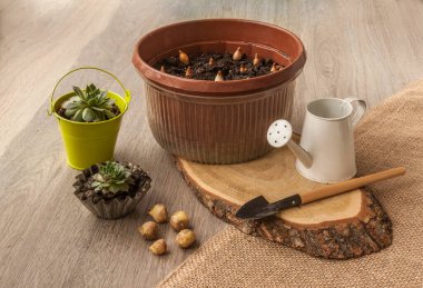 Sempervivum küçük saksılara ve kartopu soğanlarına yerleştirildi. Tahta bir masadaki saksıda.