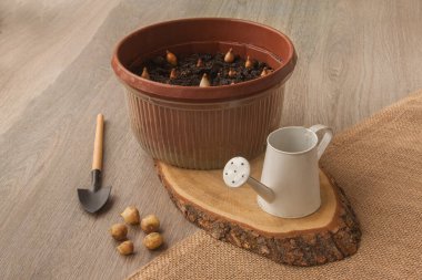 Ampuller sümbül, bahçe küreği, ahşap bir arka planda sulama kutusu.