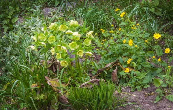 春に春の庭にヘレボルス Helleborus Odorus の茂みを開花させる — ストック写真