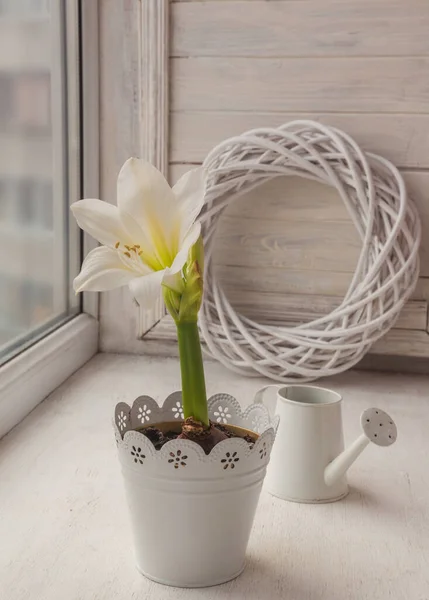 White Amaryllis Decorative Watering Can Window — Stock Photo, Image
