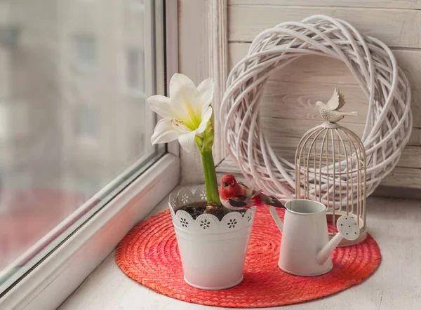 Biały Amaryllis Dekoracyjna Konewka Klatka Oknie — Zdjęcie stockowe