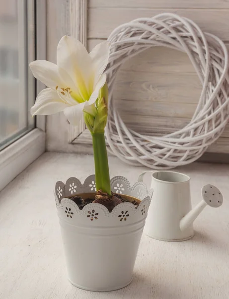 Fehér Amaryllis Dekoratív Öntözőkanna Ablakon — Stock Fotó