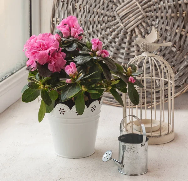 ピンクのツツジ 散水缶と窓の装飾ケージ — ストック写真