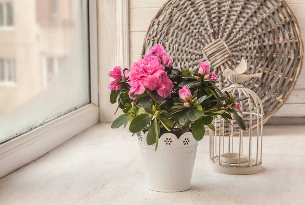 Рожеві Азалії Вінтажному Горщику Декоративна Клітка Вікні — стокове фото