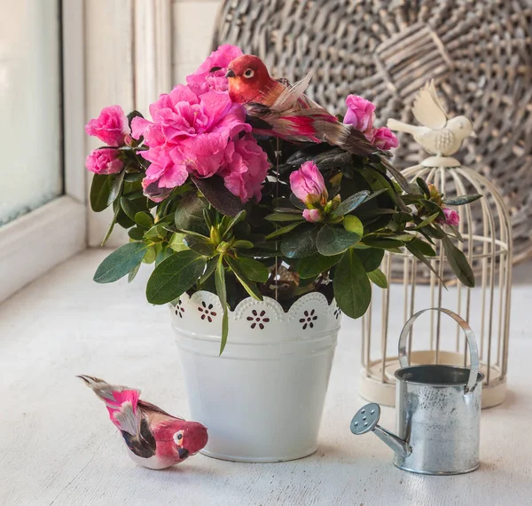 Roze Azalea Decoratieve Vogels Gieter Het Raam — Stockfoto