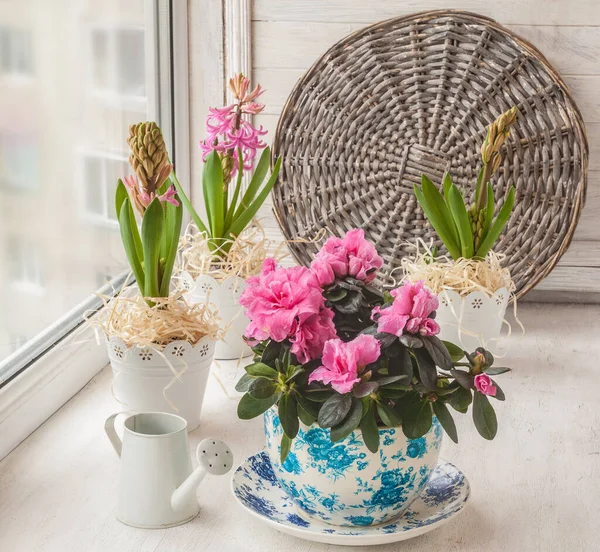 Pink Azaleas Hyacinths Vintage Pots Next Decorative Watering Can Window — Stock Photo, Image