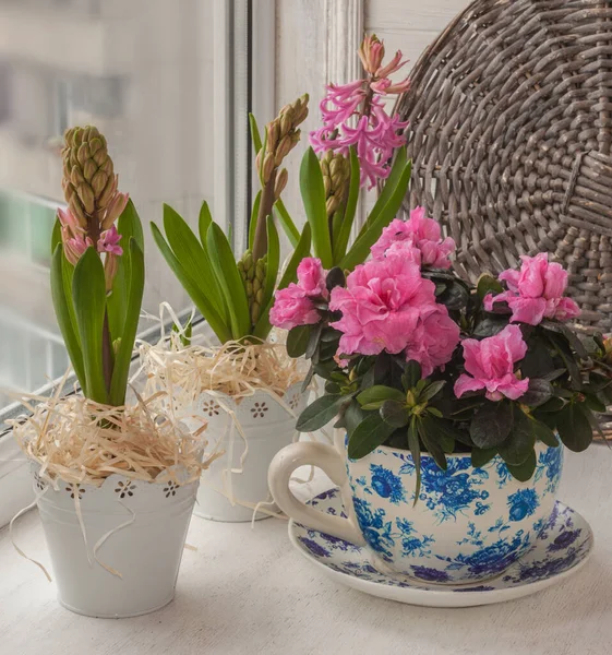 Roze Azalea Hyacinten Vintage Potten Naast Decoratieve Gieter Het Raam — Stockfoto