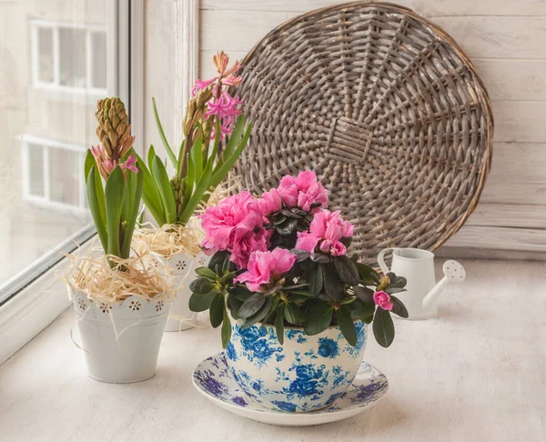 Roze Azalea Hyacinten Vintage Potten Naast Decoratieve Gieter Het Raam — Stockfoto