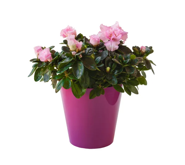 Rosa Azalea Rhododendron Simsii Lilla Gryte Isolert Hvit Bakgrunn – stockfoto