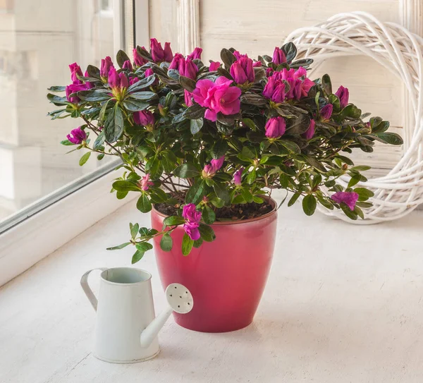 Rosa Azalea Kruka Nära Vattenkanna Fönstret — Stockfoto