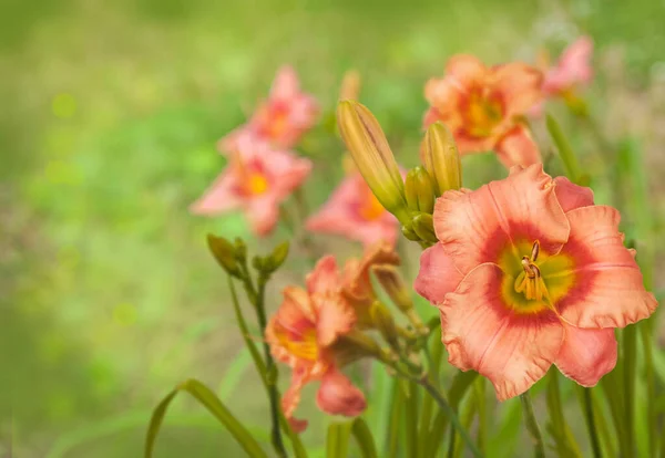 Fondo Borroso Verano Con Daylily Rosa Hemerocallis Caramelo Elegante — Foto de Stock