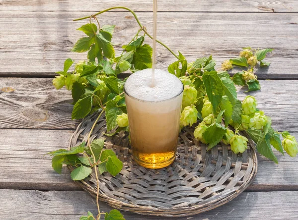 ホップの枝を背景にグラスにビールを注ぐ — ストック写真