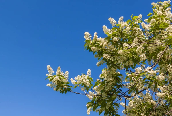 Witte Bloemen Van Een Vogel Kers Tegen Blauwe Lucht — Stockfoto