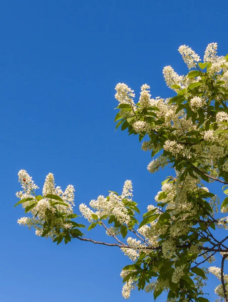 White flowers of a bird cherry against the blue sky