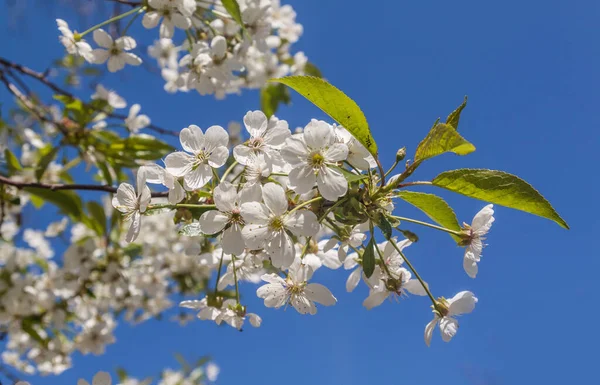 Cherry Blossoms Blue Sky Background — Stock Photo, Image