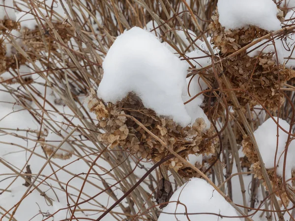 Сушеные Цветущие Гортензии Зимой Летнем Коттедже — стоковое фото