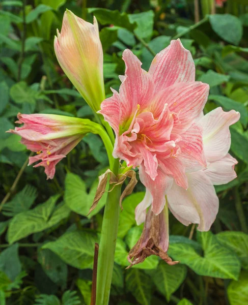 Rosa Dubbel Hippeastrum Tropiska Växter Växthuset — Stockfoto