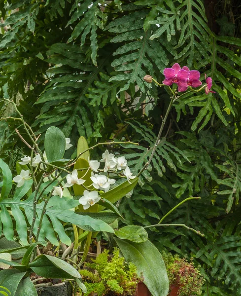 温室内の白とピンクの蘭のファラエンシスの花 — ストック写真