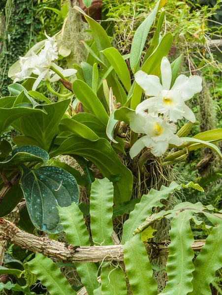 Cymbidium Tussen Bladeren Botanische Tuin Van Orchideeën — Stockfoto
