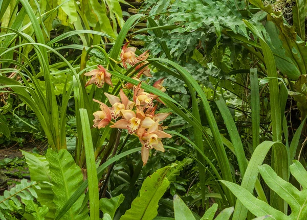 Cymbidium Volecab Pirata Entre Folhas Jardim Botânico Das Orquídeas — Fotografia de Stock