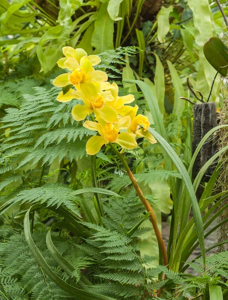 Cattleya Amarelo Entre Folhas Uma Samambaia Jardim Botânico Orquídeas — Fotografia de Stock
