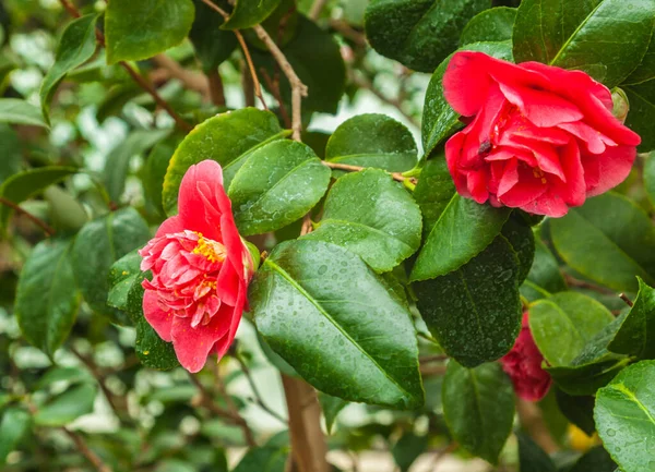 Şubat Ayında Serada Çifte Kırmızı Kamelya Çiçeği — Stok fotoğraf
