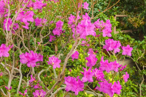 Växthus Med Blommande Rosa Azaleor Februari — Stockfoto