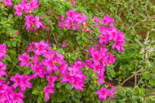 Invernadero Con Azaleas Rosadas Florecientes Febrero —  Fotos de Stock