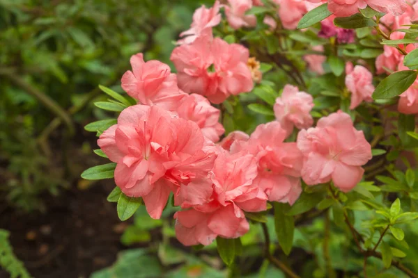 Broeikas Met Bloeiende Roze Azalea Februari — Stockfoto