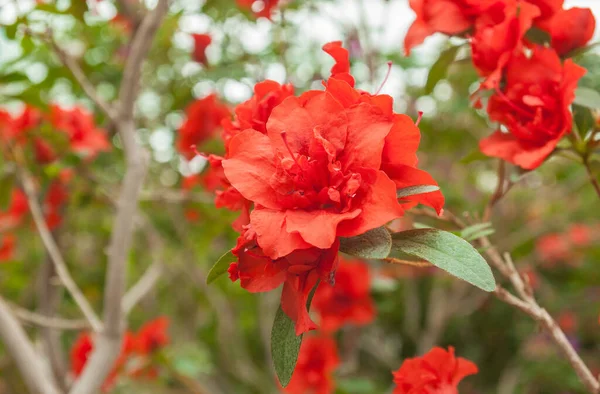 Szklarnia Kwitnącymi Czerwonymi Azaliami Lutym — Zdjęcie stockowe