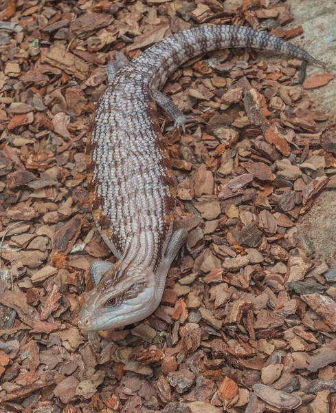 Yaygın Dev Kertenkele Tiliqua Teraryumlarda Plaka Kuyruklu Kertenkele Scincoides — Stok fotoğraf