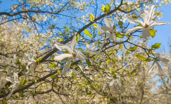 Floreciente Magnolia Stellata Flores Día Soleado — Foto de Stock