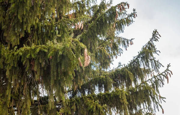 Las Patas Abeto Verde Lat Picea Abies Primer Plano —  Fotos de Stock