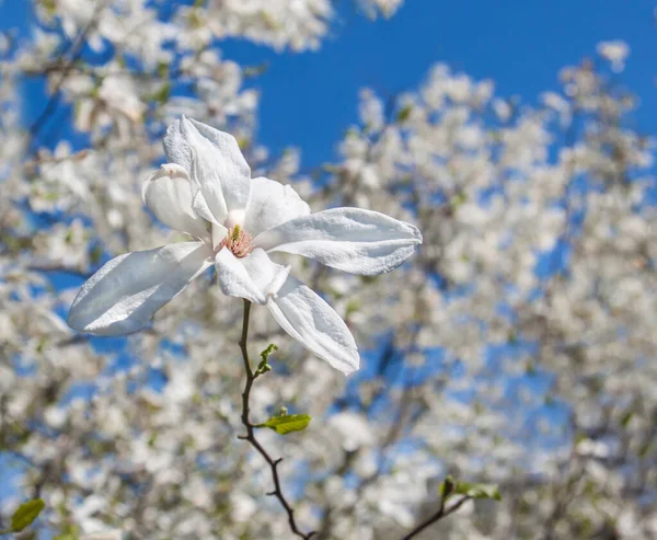 Bloeiende Magnolia Stellata Bloeit Zonnige Dag Selectieve Focus — Stockfoto