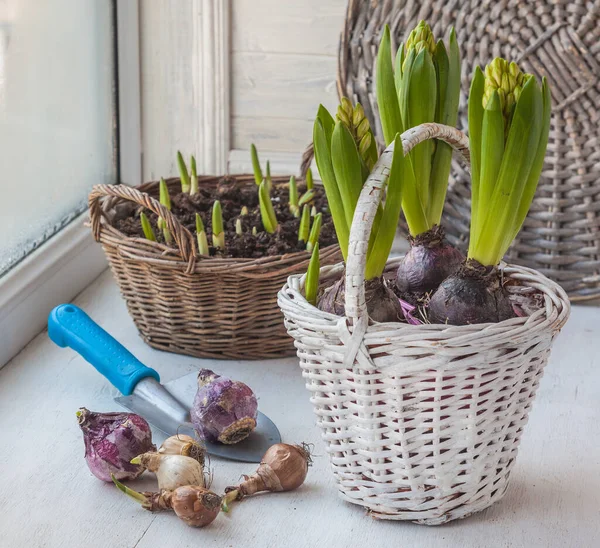 Bollen Narcissen Hyacinten Achtergrond Mand Met Bloemen Het Raam — Stockfoto