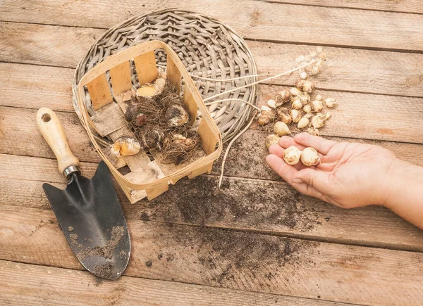 Female Hand Sorted Muscari Bulbs Aliuma Digging — Stock Photo, Image